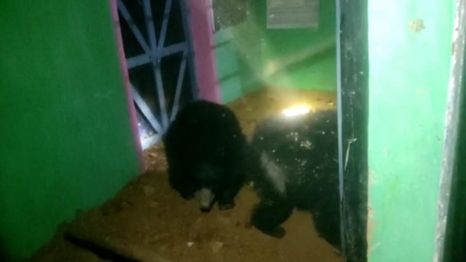 After elephants now bears entered the village panic among the villagers
