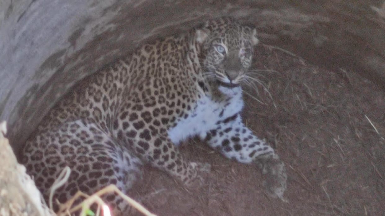 BAGHPAT: Leopard fell into a well in forest, forest department team engaged in rescue