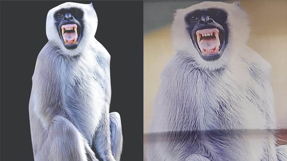 Rampur: To avoid monkeys jobbers put langur flexes in the market