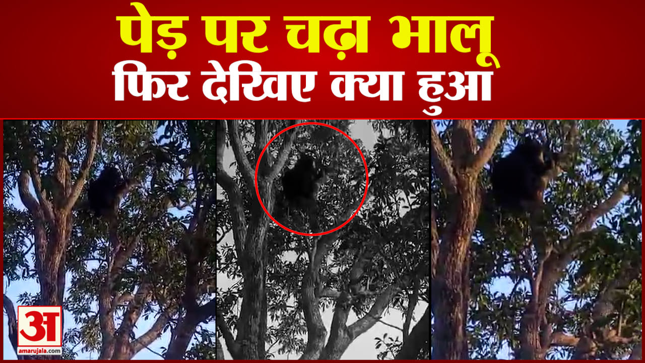 पेड़ पर चढ़ा भालू