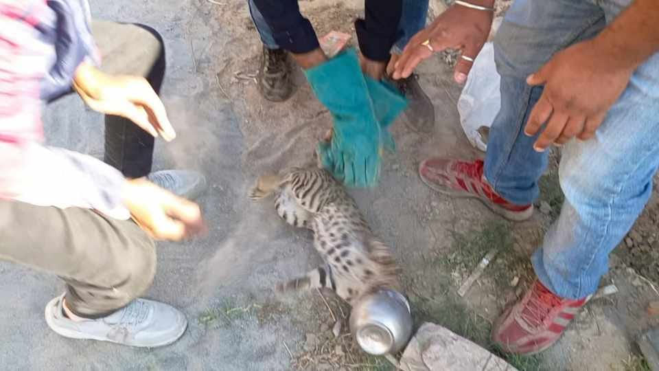 Head of Cat Stuck in Steel Urn in Tohana, Video went Viral