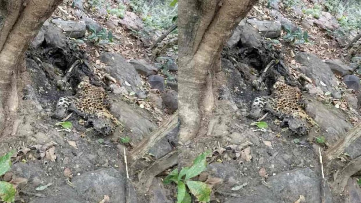 wildlife in chhattisgarh; two cheetahs dead bodies found in forest