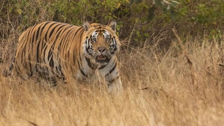 Uttarakhand: प्रदेश में बाघ तो बढ़े लेकिन गिनती में नहीं चढ़े… इस वजह से 560 पर अटका आंकड़ा
