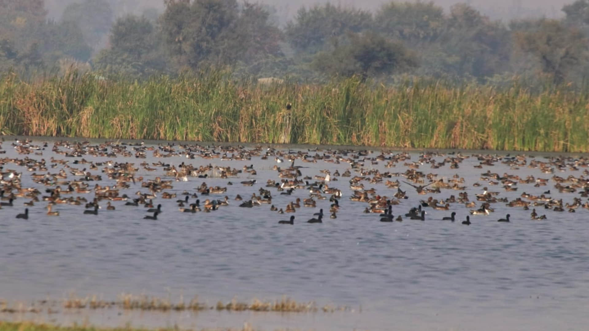 50 thousand foreign birds of  cold countries reached in Ramsar Wetland