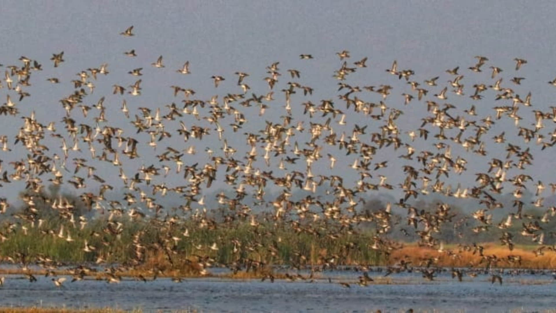 50 thousand foreign birds of  cold countries reached in Ramsar Wetland