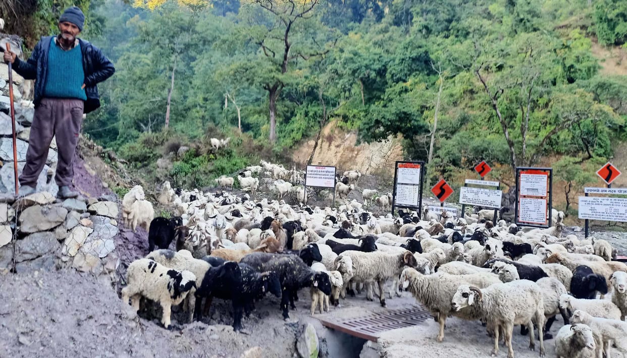 Goat And Ship in Champawat
