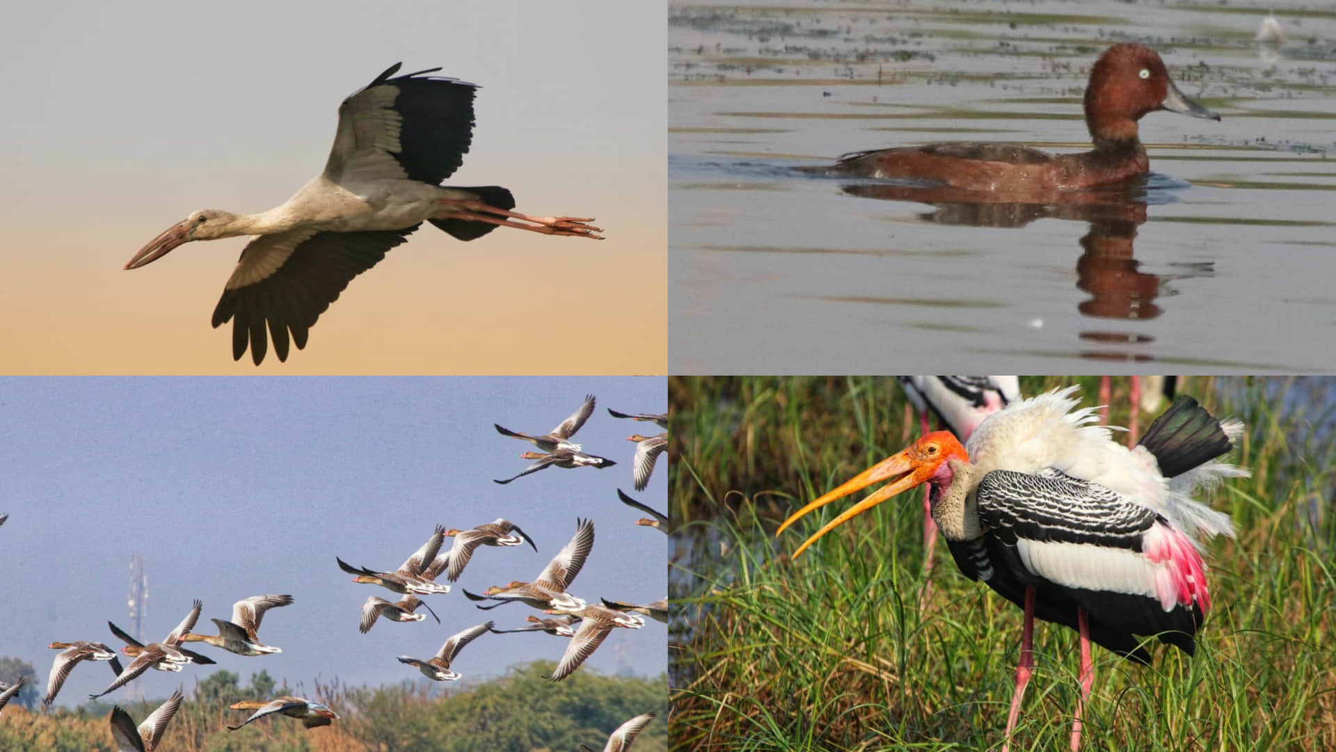 50 thousand foreign birds of  cold countries reached in Ramsar Wetland