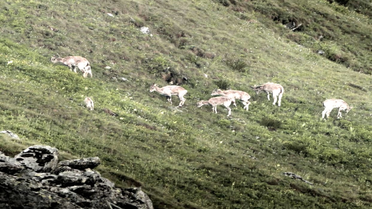 blue sheep number has doubled in the Great Himalayan National Park, musk deer are also more than before