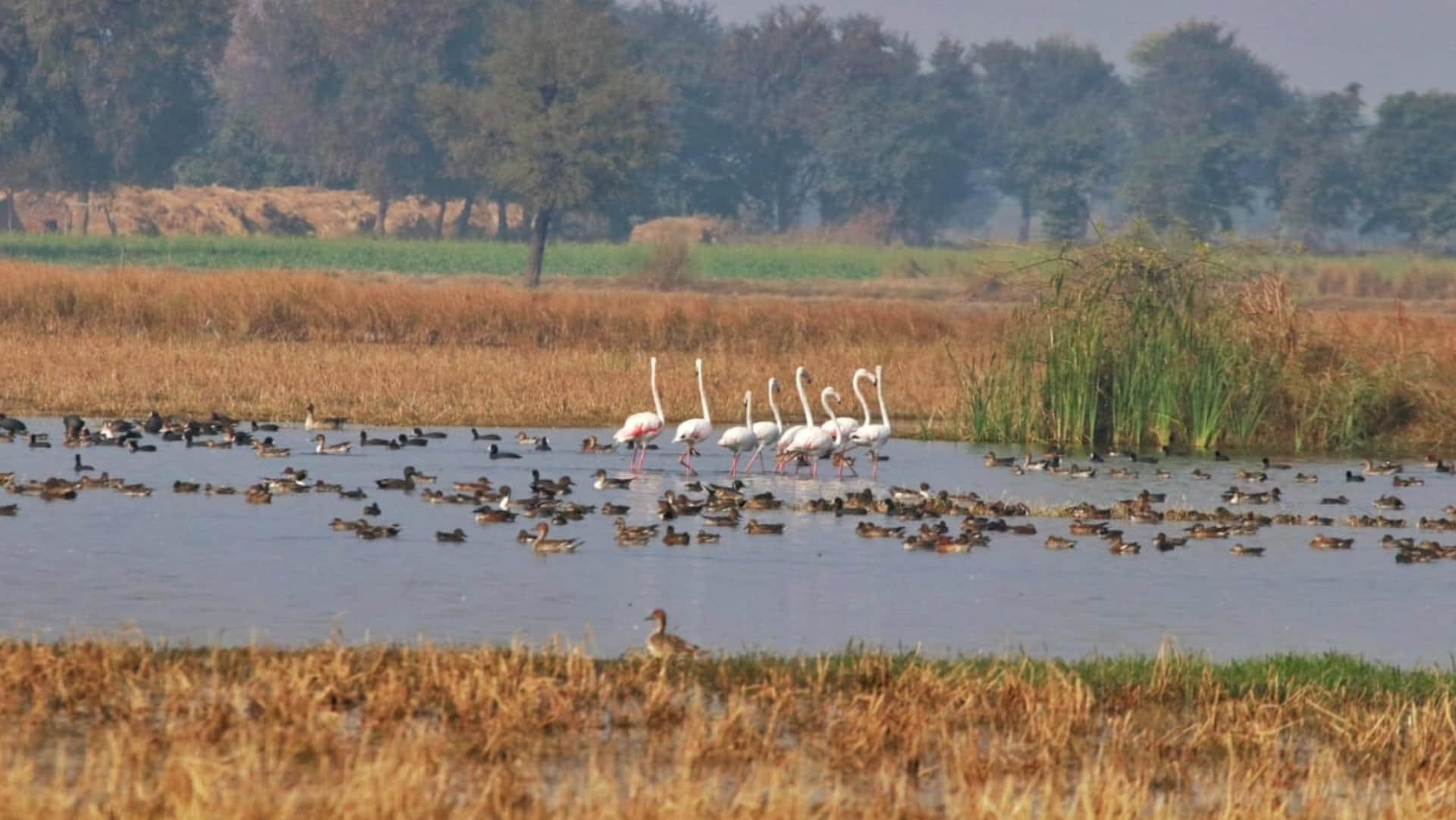 50 thousand foreign birds of  cold countries reached in Ramsar Wetland