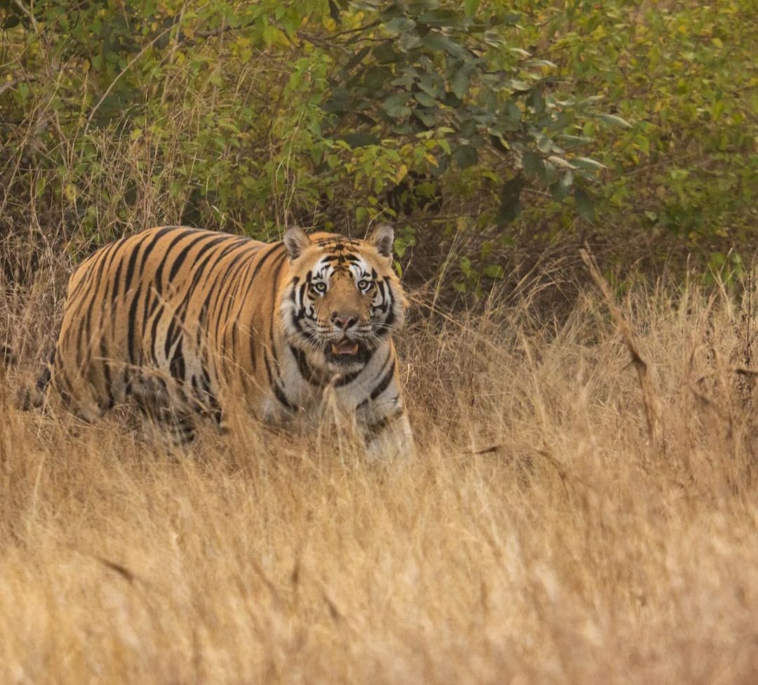 Champawat News: Revati save her life after fight with attacking tiger