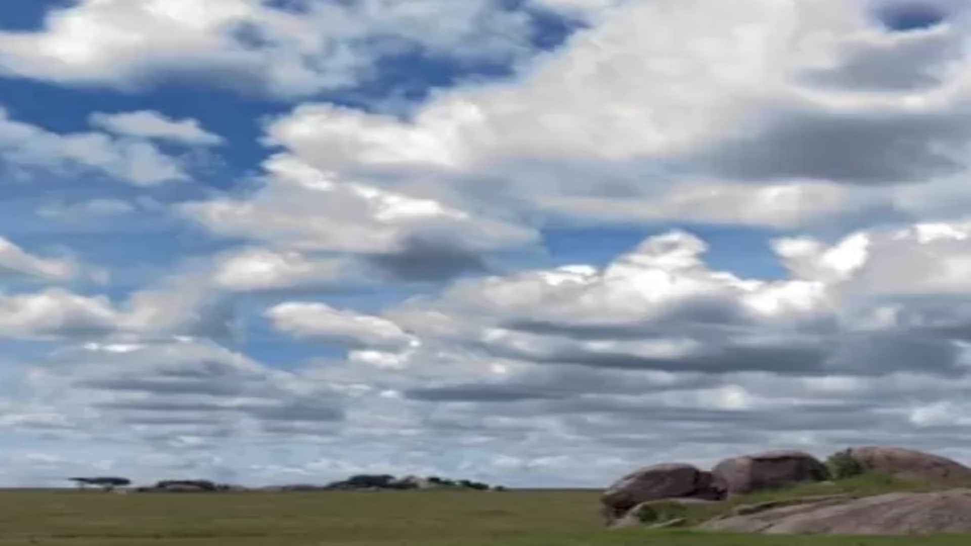 Viral Optical Illusion: Spot The Hidden Lion in Photo Brain Teaser Picture Puzzle