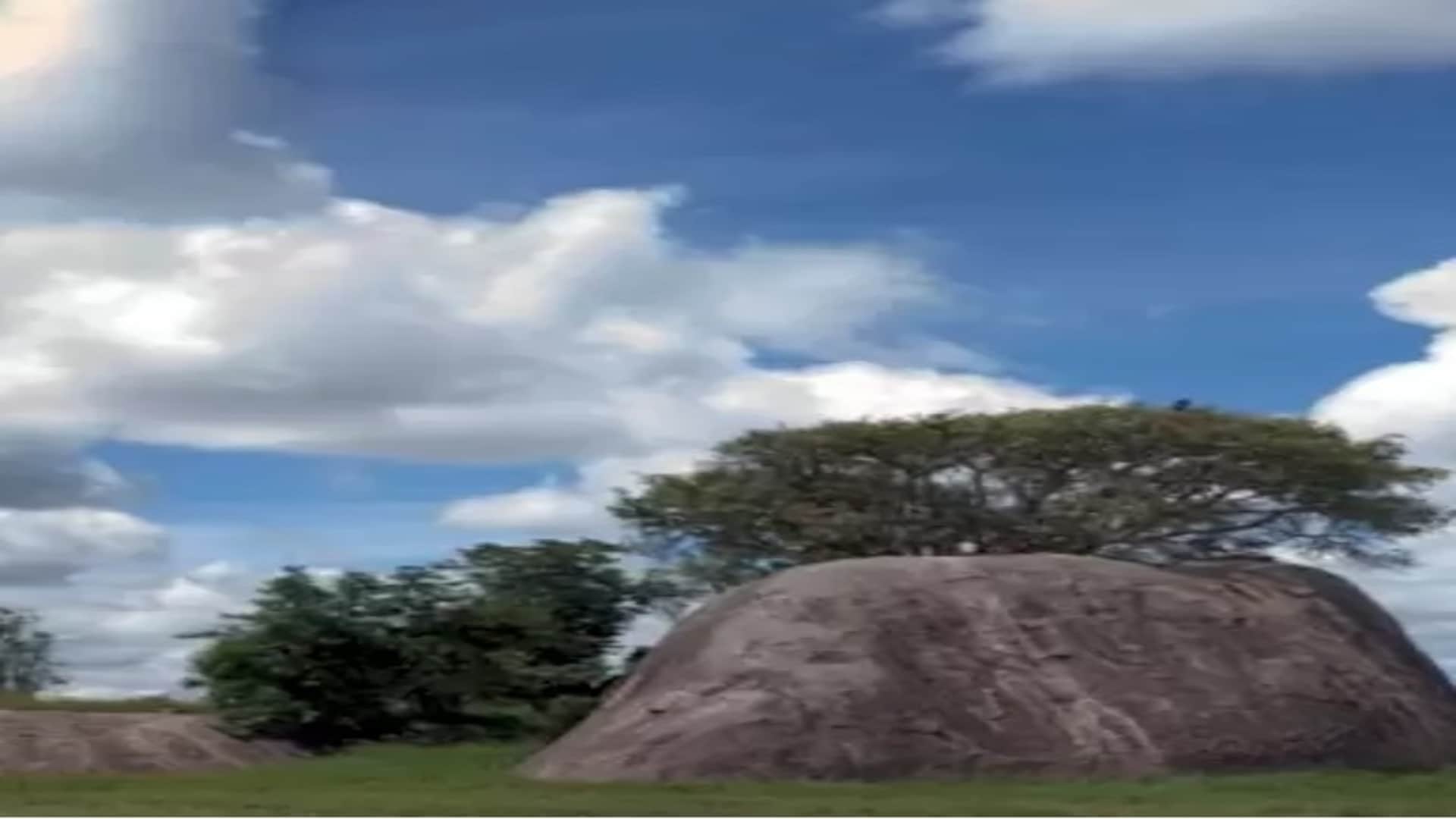 Viral Optical Illusion: Spot The Hidden Lion in Photo Brain Teaser Picture Puzzle