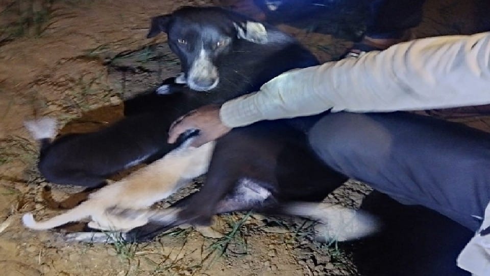 Villagers rescue two puppies from 80 feet deep well in Agra