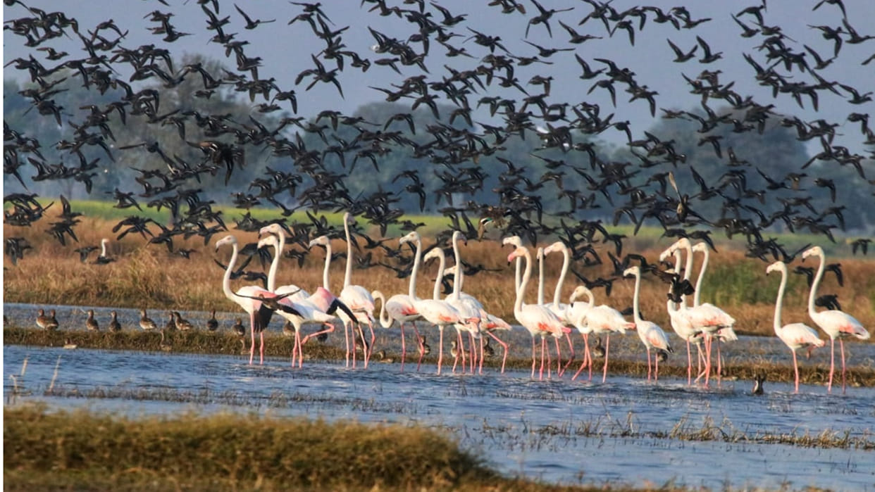50 thousand foreign birds of  cold countries reached in Ramsar Wetland