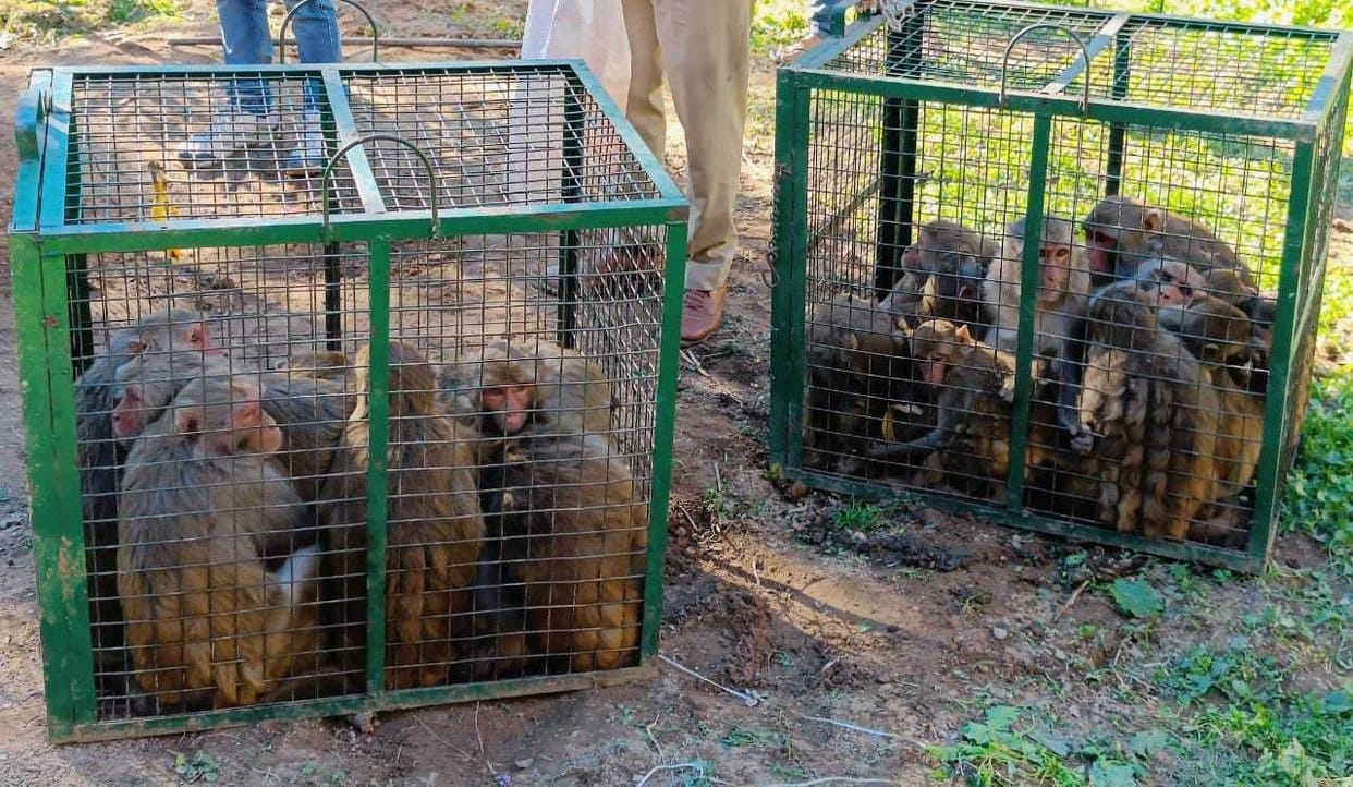 33 Monkeys Catched in Bageshwar
