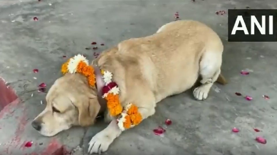 RPF dog Don gets new owner as he retires after service of seven years in Mathura