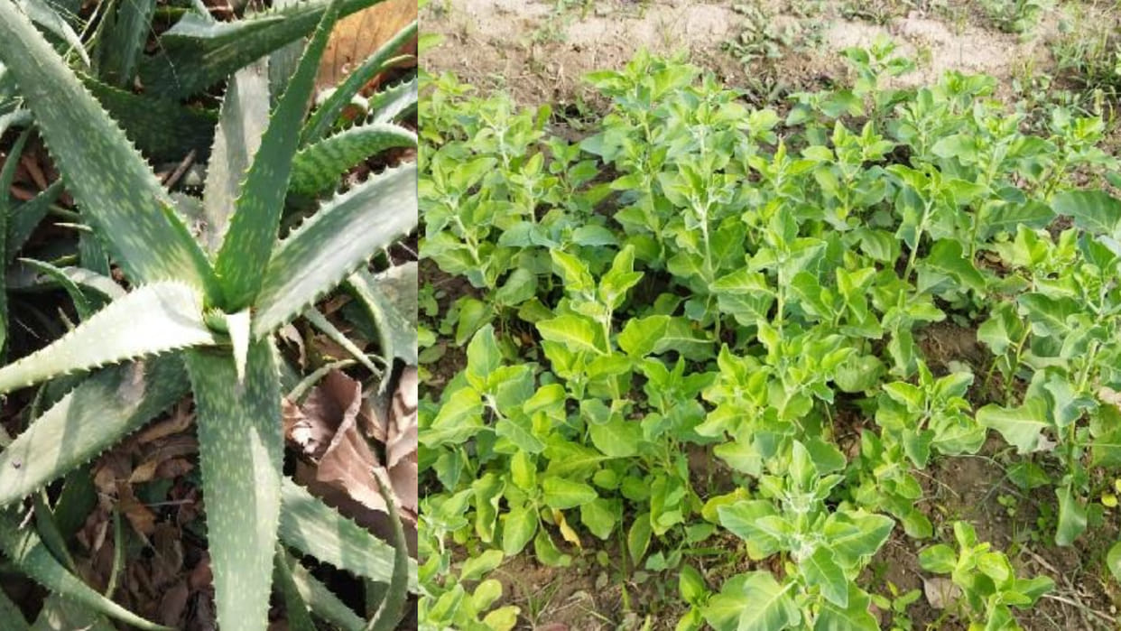 Best quality Ashwagandha and Aloe vera will be cultivated in Haryana