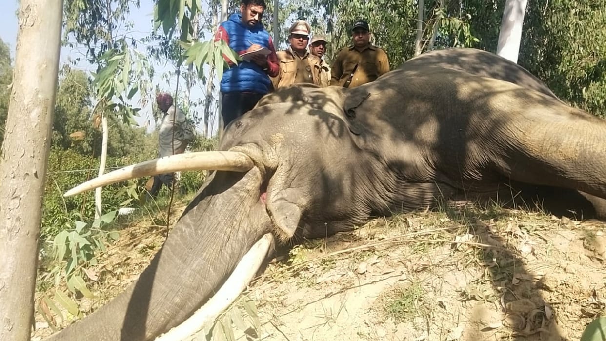 elephant died due to electrocution in haridwar Uttarakhand news in hindi