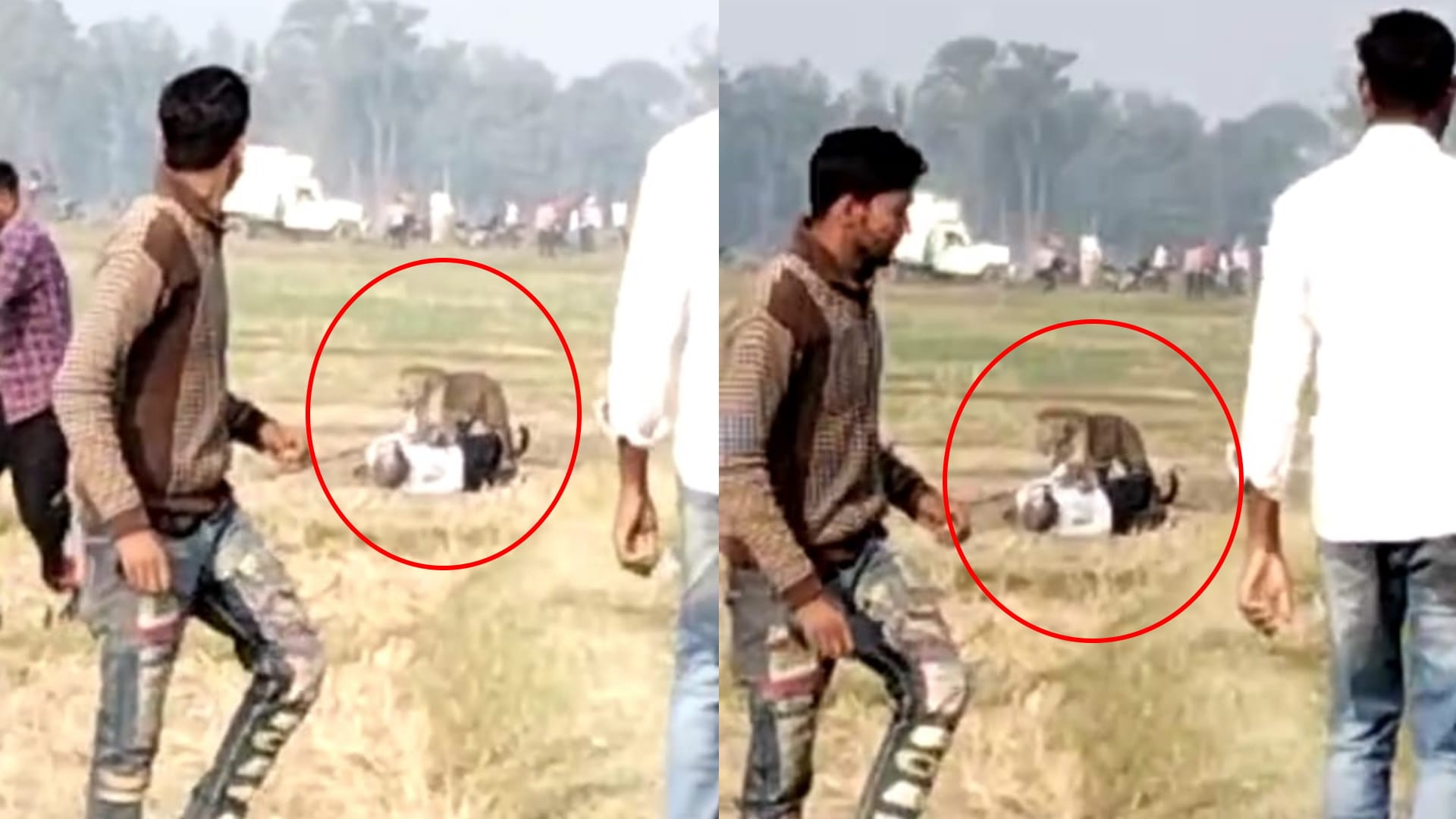 Leopard hiding near drain after attacking people in maharajganj