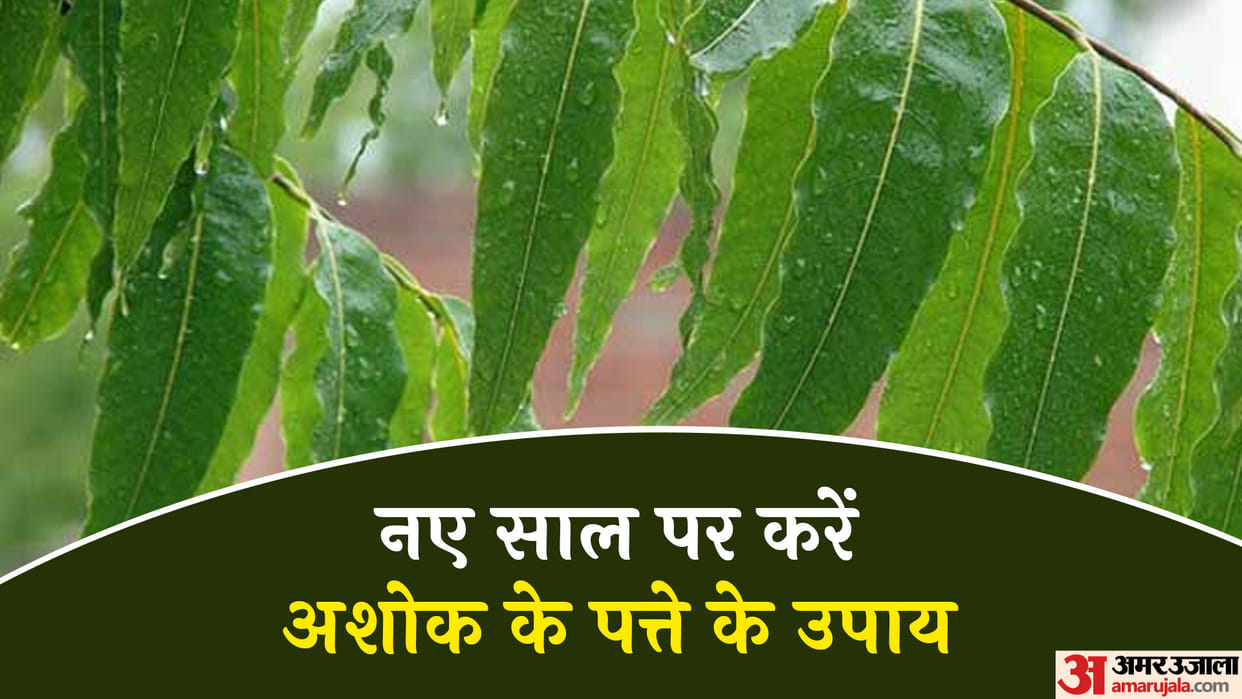 Jyotish Tips New Year 2023 Ashoka Leaves Astrology Benefits Ashok Ke Patte Ke Totke In Hindi
