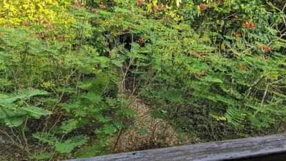 Optical Illusion: can You find the hummingbird in this optical illusion picture in 15 seconds Check Your Iq