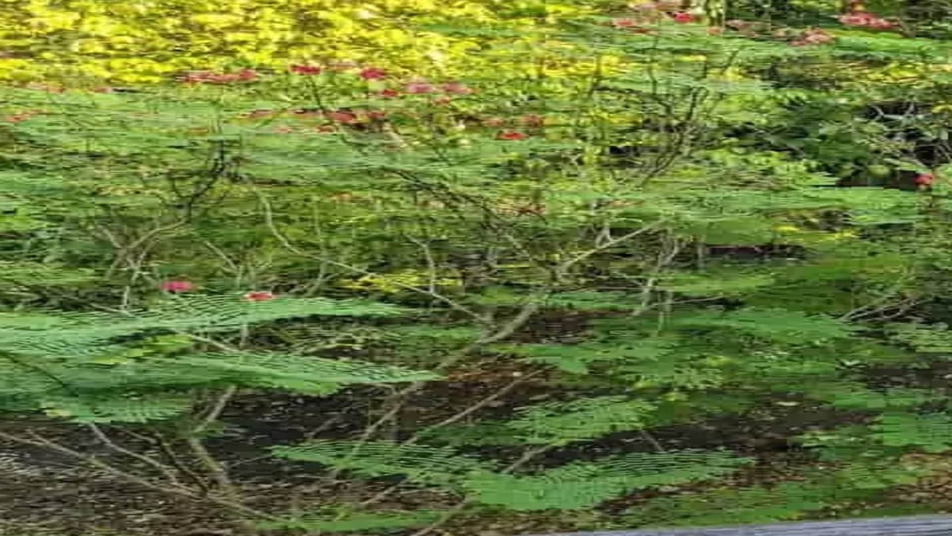 Optical Illusion: can You find the hummingbird in this optical illusion picture in 15 seconds Check Your Iq