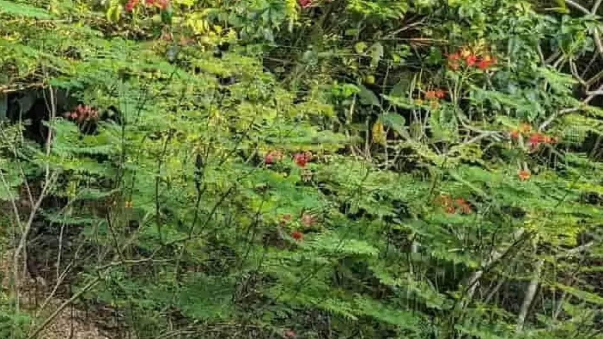 Optical Illusion: can You find the hummingbird in this optical illusion picture in 15 seconds Check Your Iq