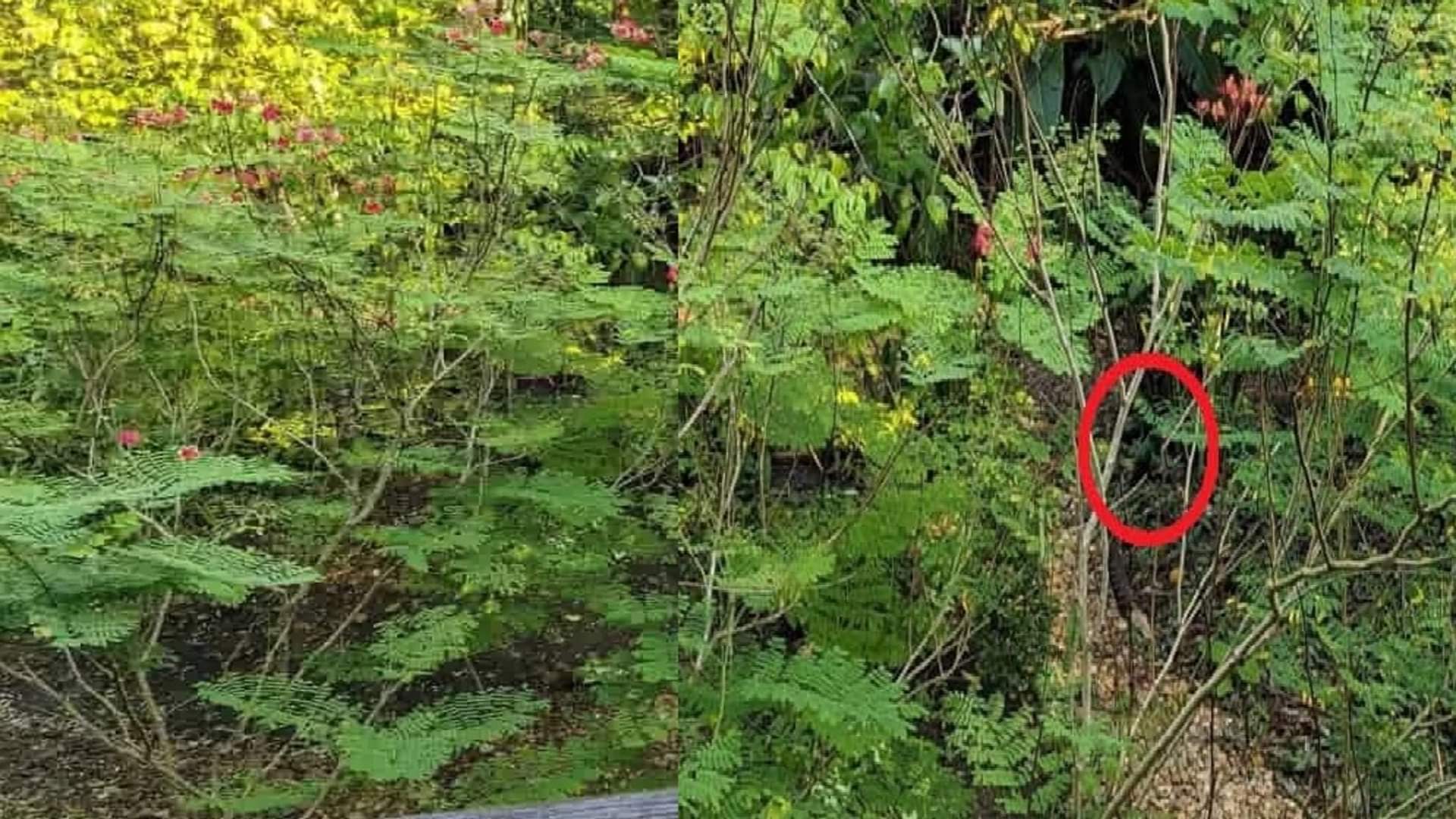 Optical Illusion: can You find the hummingbird in this optical illusion picture in 15 seconds Check Your Iq