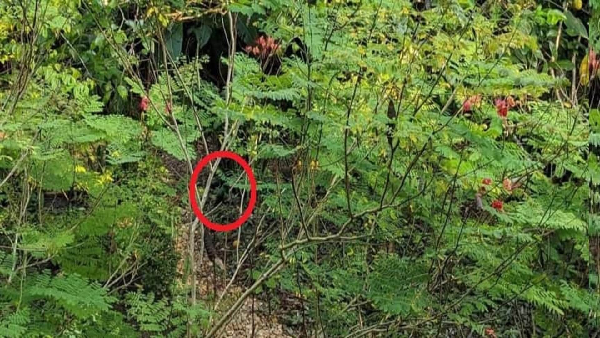 Optical Illusion: can You find the hummingbird in this optical illusion picture in 15 seconds Check Your Iq