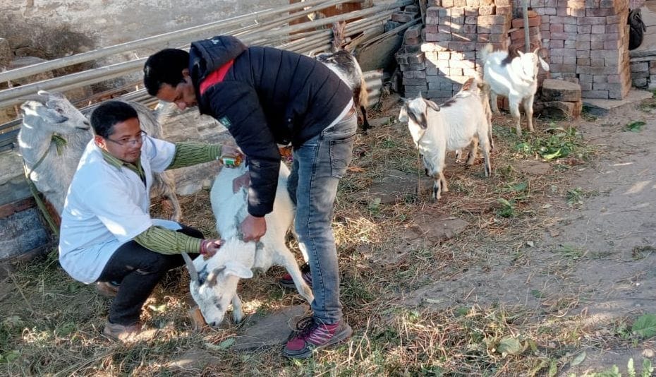 24 Goats Killed By Mystry Disease