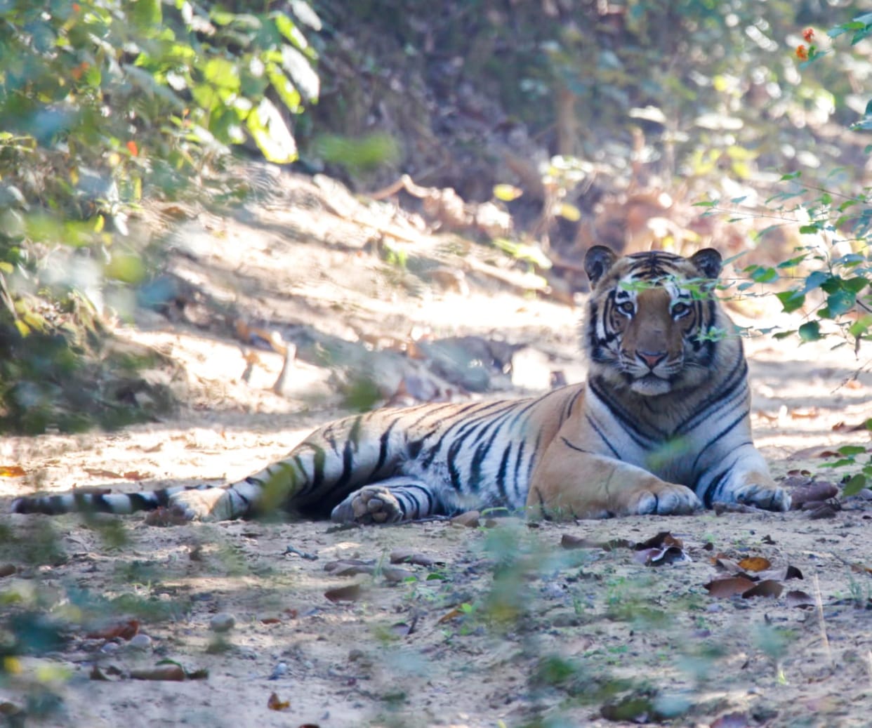 Tourists were excited to see the tiger in Amangarh