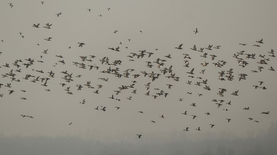 Seven villages of Tamil Nadu decided not to burst firecrackers so that birds do not face any problem