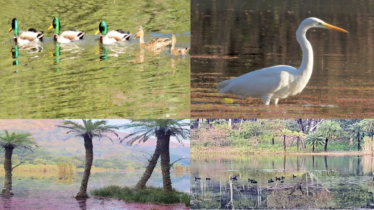 Wild Life, 402 birds of eight species Foreign guests reached Renukaji thousands of kilometers away in search o