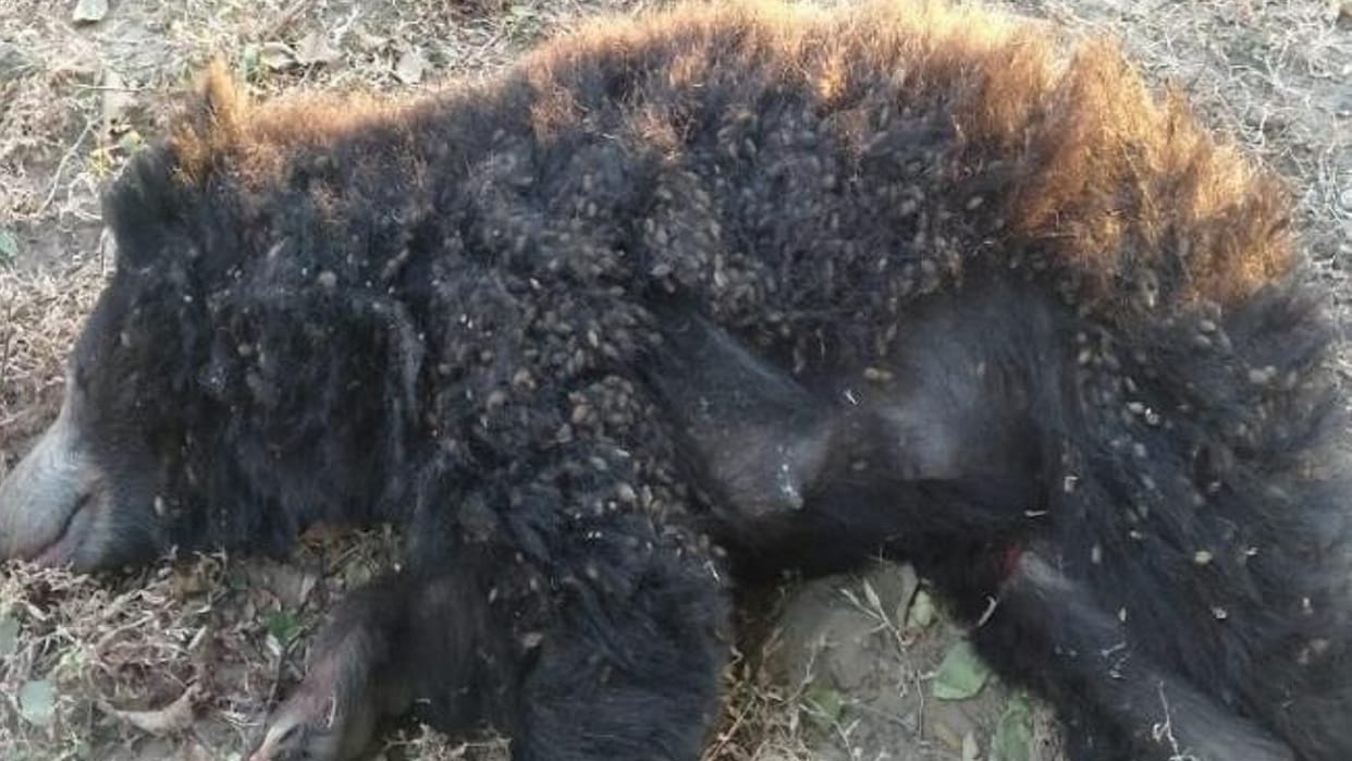 wildlife in chhattisgarh; female bear dead body found in korba