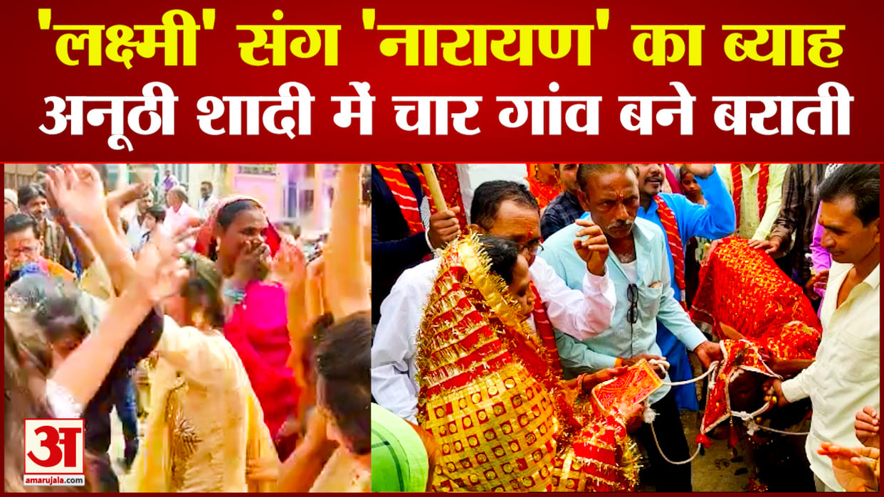 Marriage of calf and calf in Khargone, Madhya Pradesh