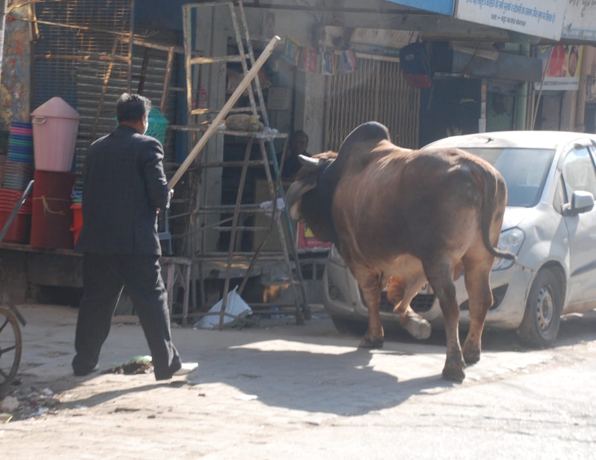 UP: Bull locked inside boundary wall, beaten with sticks and batons...Video viral
