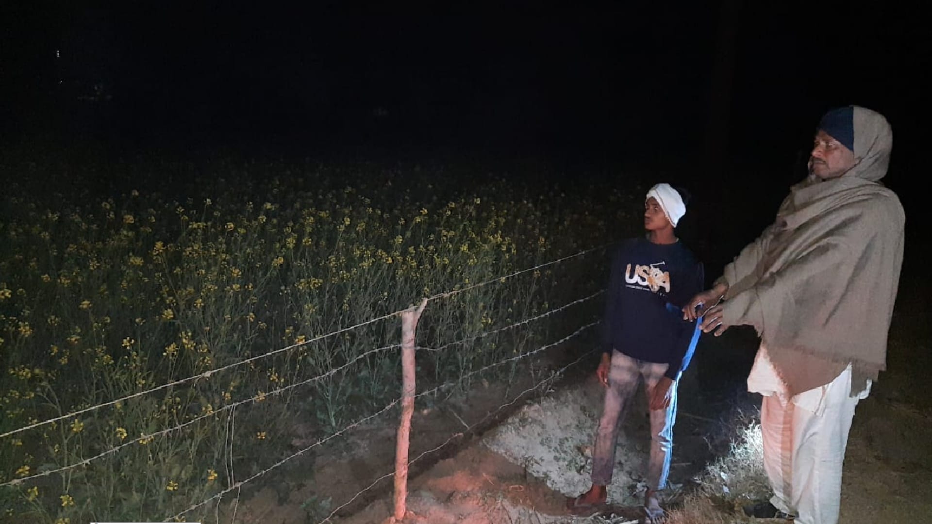 Muzaffarangar: Stray bulls killing People, farmers guarding crops in six degree temperature