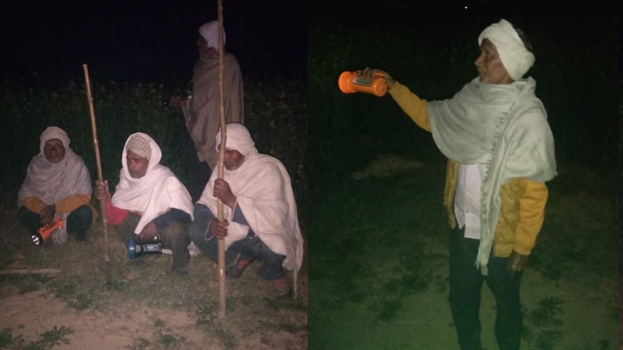 Muzaffarangar: Stray bulls killing People, farmers guarding crops in six degree temperature