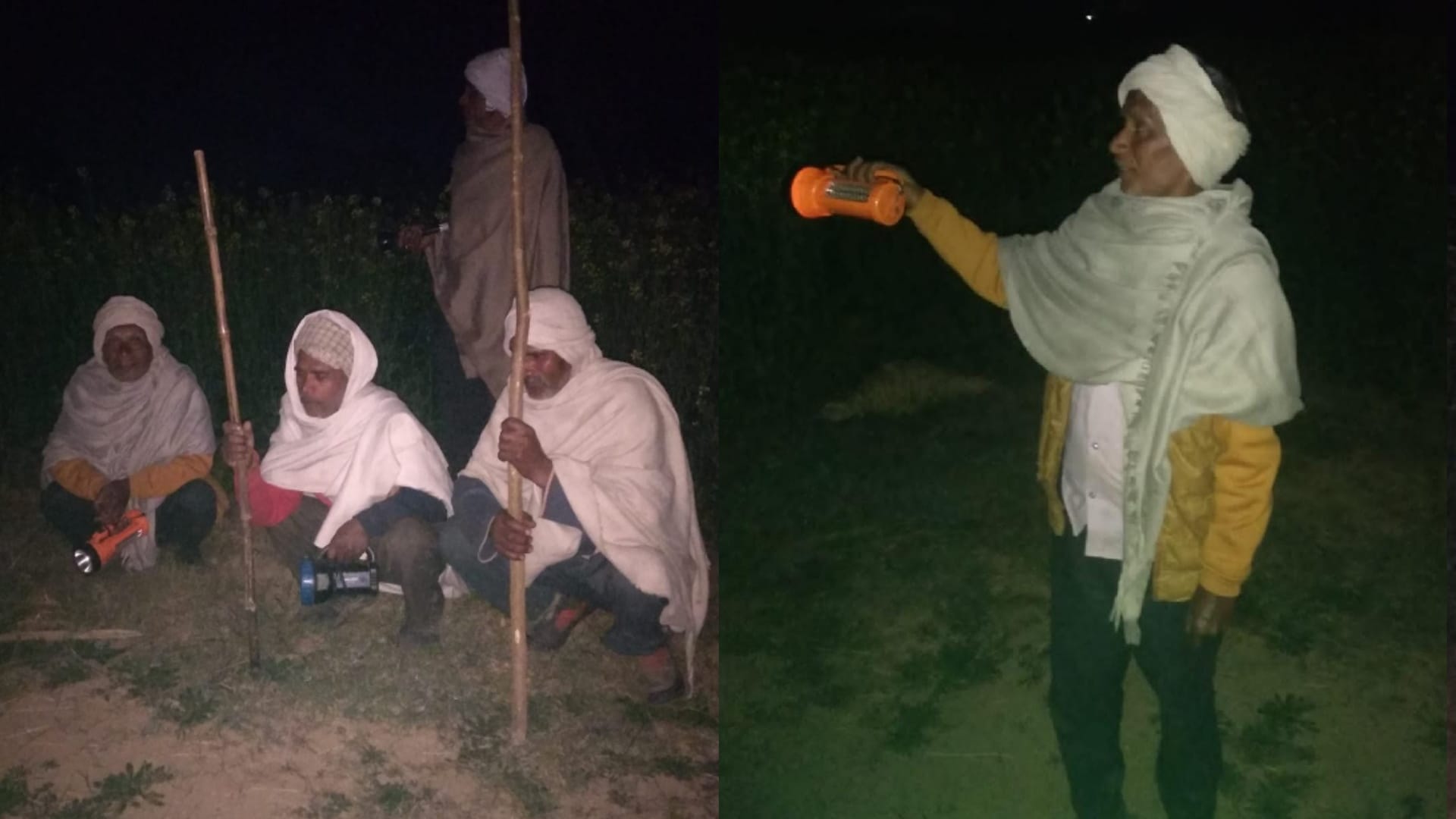 Muzaffarangar: Stray bulls killing People, farmers guarding crops in six degree temperature