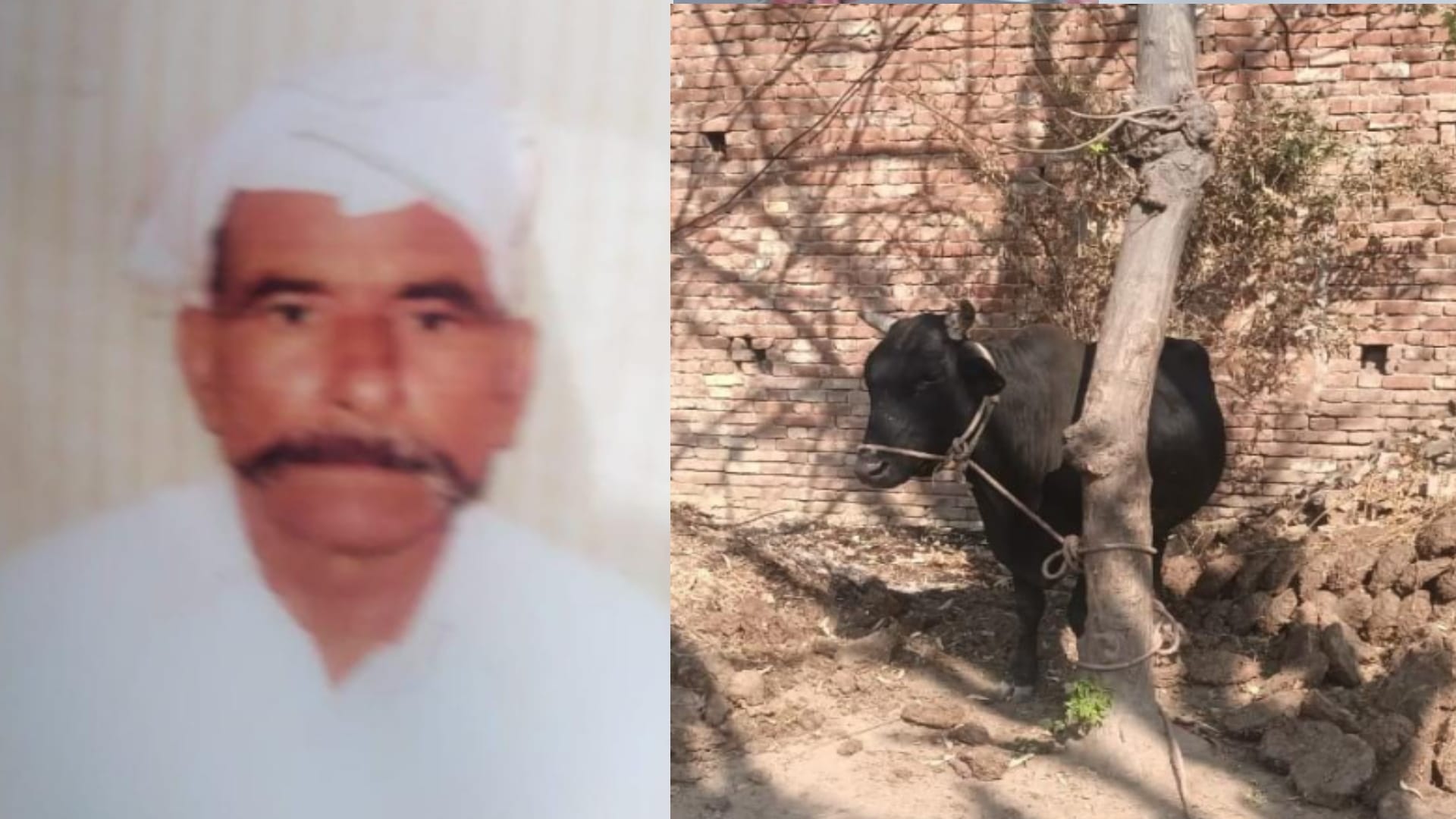 Muzaffarangar: Stray bulls killing People, farmers guarding crops in six degree temperature