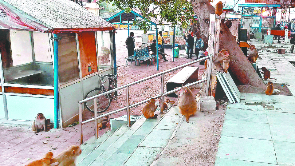 monkeys snatching food items from passengers at Tundla railway station in firozabad