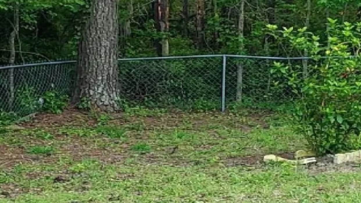 Optical Illusion Can You Find Hidden Cats in These Pictures News in Hindi