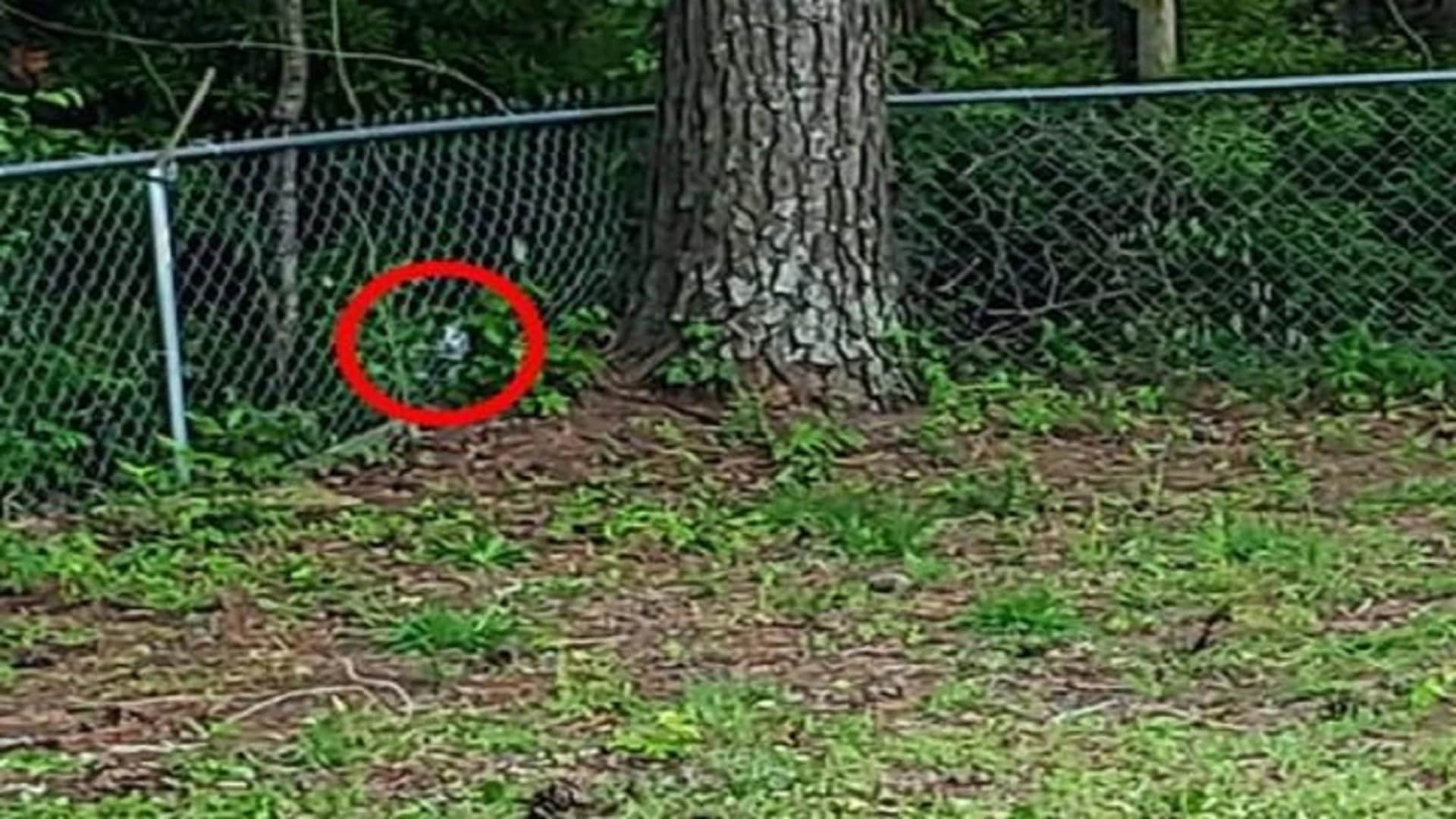 Optical Illusion Can You Find Hidden Cats in These Pictures News in Hindi