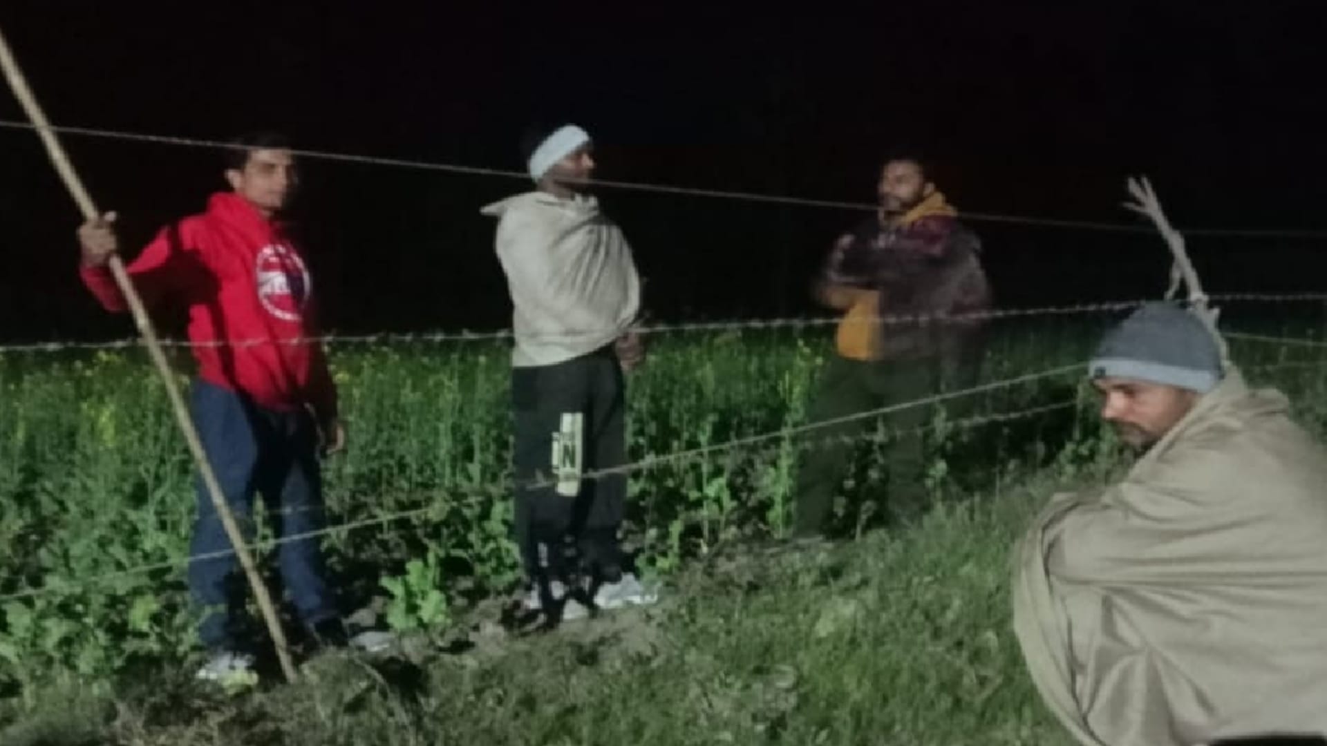 Muzaffarangar: Stray bulls killing People, farmers guarding crops in six degree temperature