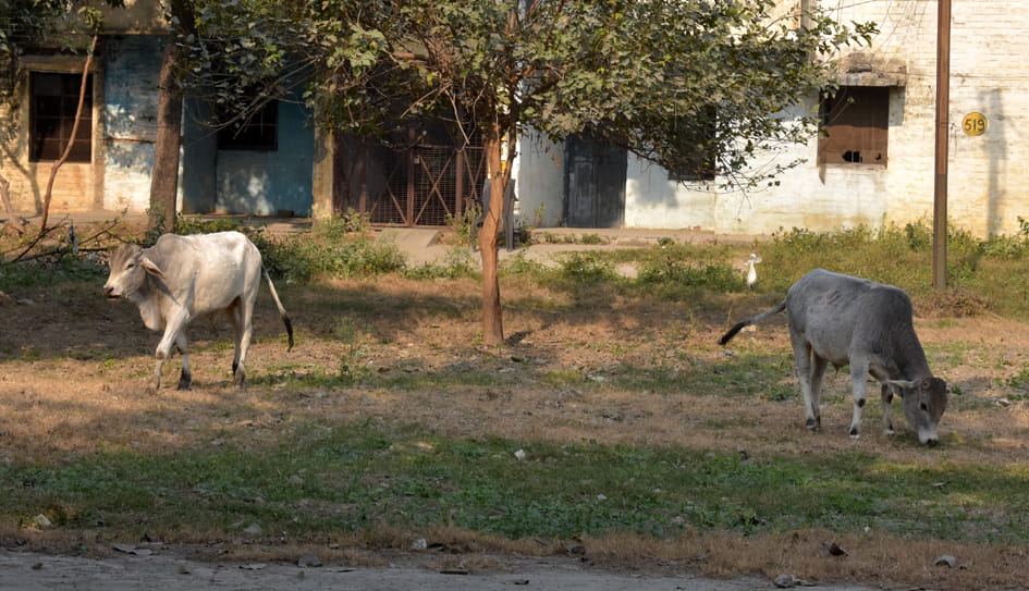 Farmers guarding the fields to save the crops