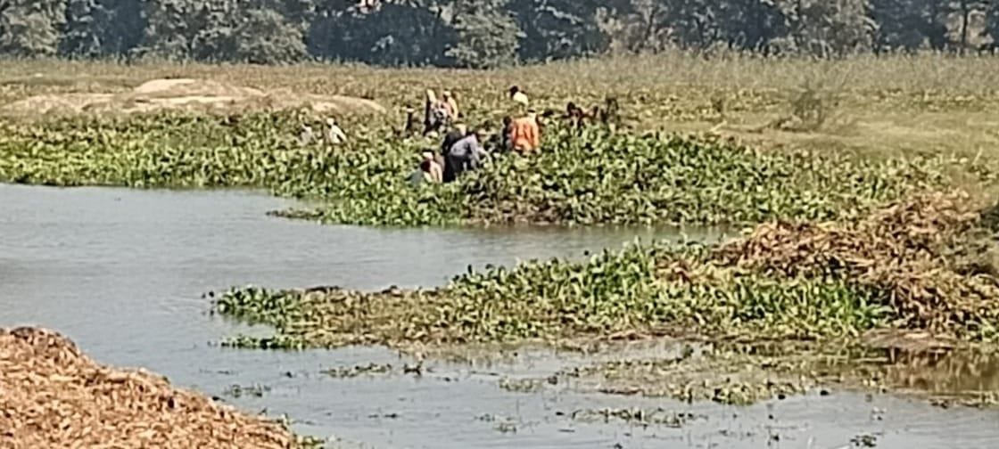 Birds troubled by the cleanliness and loud sound of water hyacinth in shekha jheel