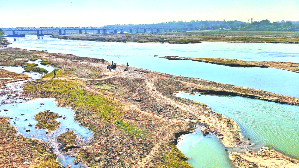 288 trees stand in the way of rubber dam project in Agra