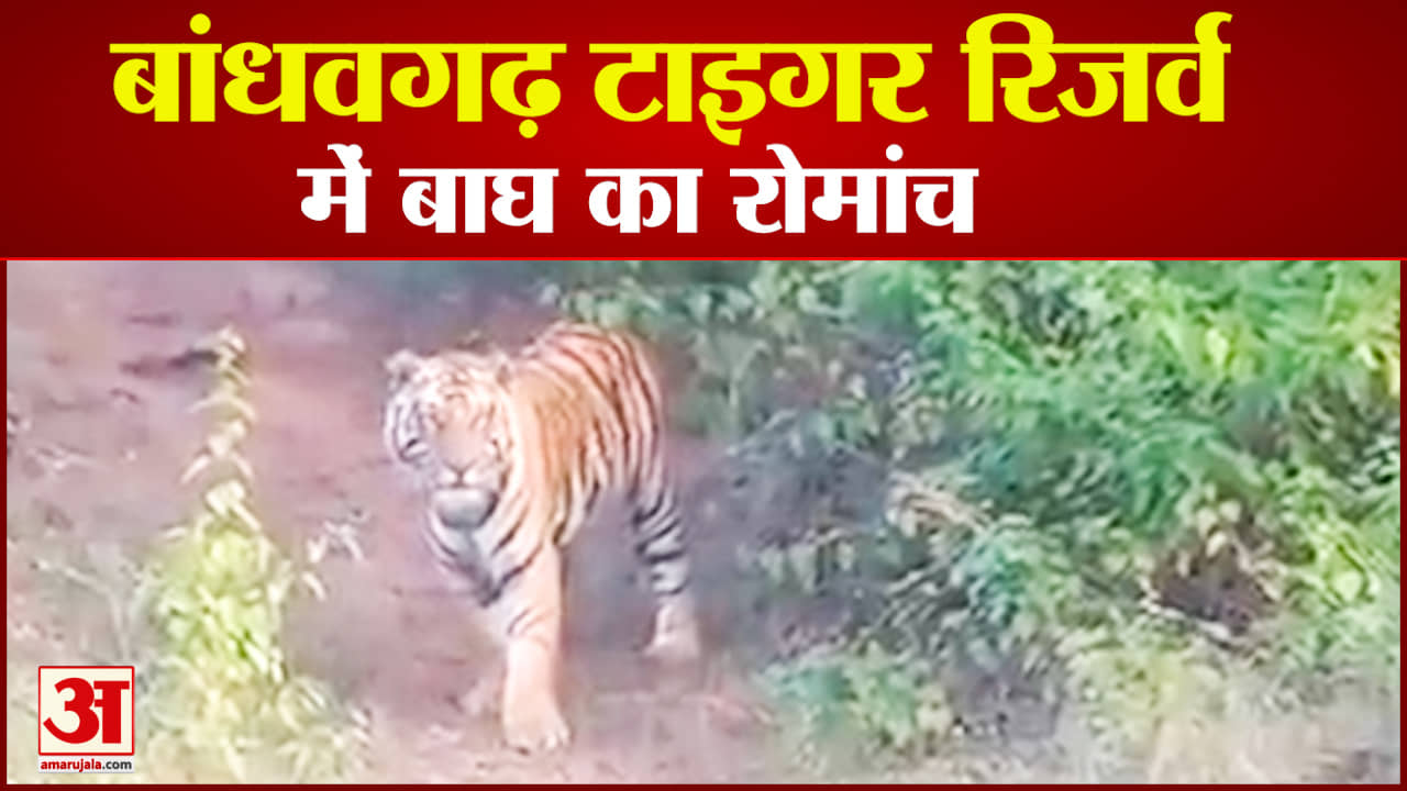 बांधवगढ़ टाइगर रिजर्व