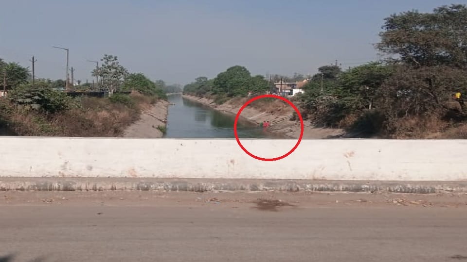Dozens of people were injured due to bee attack some jumped into the canal in Korba