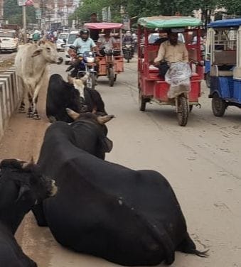 Officers could not get the cattle roaming in the city removed